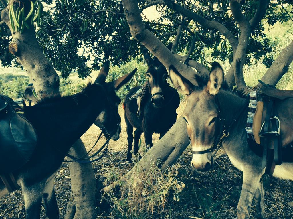 Azienda Agrituristica Tenuta Pizzolungo Erice Dış mekan fotoğraf