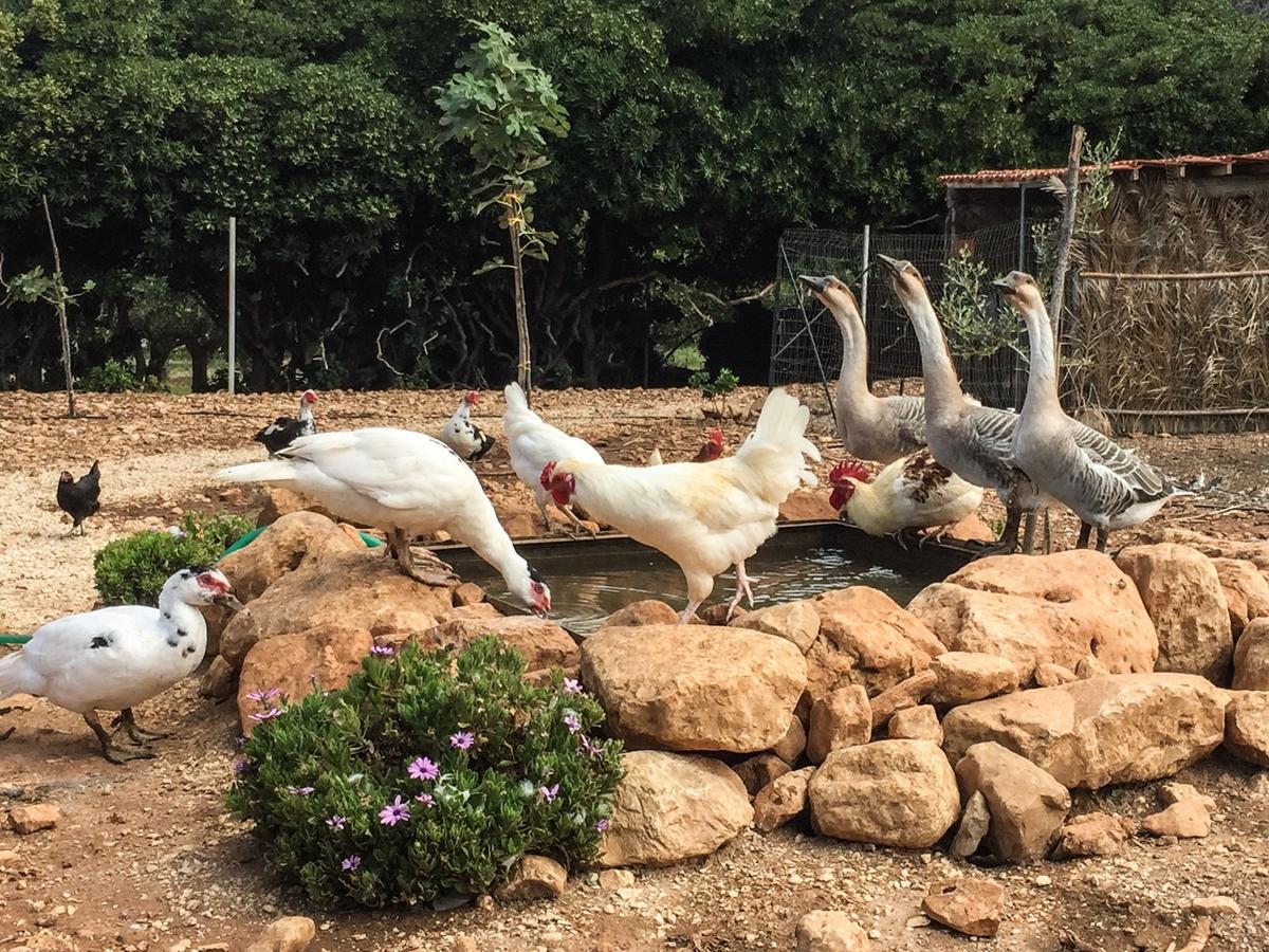 Azienda Agrituristica Tenuta Pizzolungo Erice Dış mekan fotoğraf