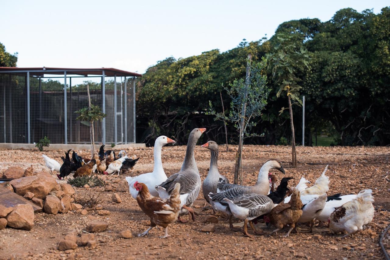 Azienda Agrituristica Tenuta Pizzolungo Erice Dış mekan fotoğraf